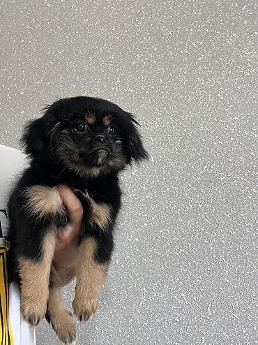 i̇sm: Pekines, 3 ay, Dişi, Peyvəndli, Pulsuz çatdırılma — 7
