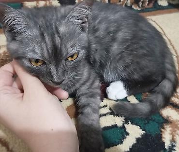 овчарка отдам: 2 месяца, Мальчик — 1