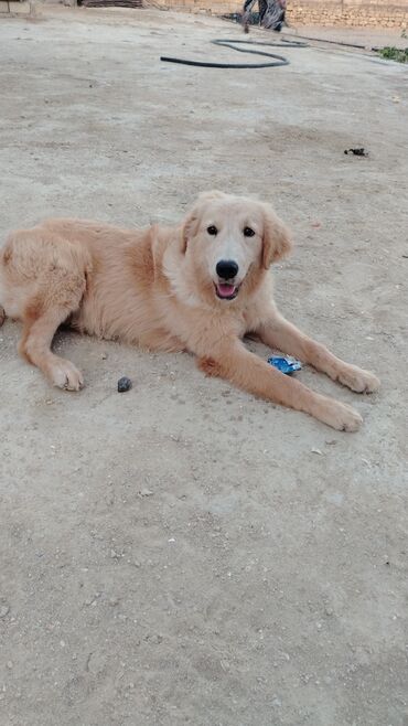 golden retriever qiymet: Retriever