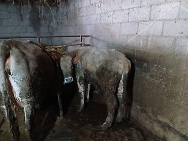 Коровы, быки: Продаю | Бык (самец) | На откорм | Племенные — 19