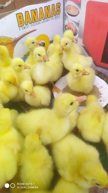 расческа для животных: Продается гусята 8-дневные породы Линда г. Ош