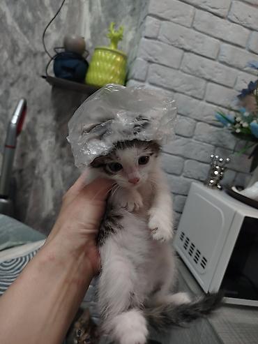 Отдам даром кошку: Кошка даром: Беспородная, Мальчик — 1