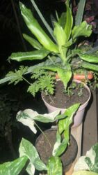 Xalçalar: Xalça -da lalafo.az — 52 Xalçalar: Xalça — 52