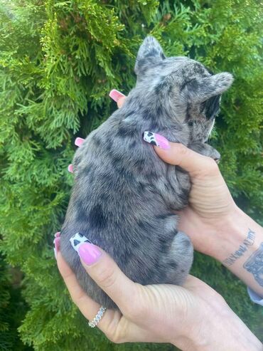 Psi: Odgajivacnica "Happy Puppies" ima u ponudi prelepe stence francuski na lalafo.rs — 4 Psi: Odgajivacnica "Happy Puppies" ima u ponudi prelepe stence francuski — 4