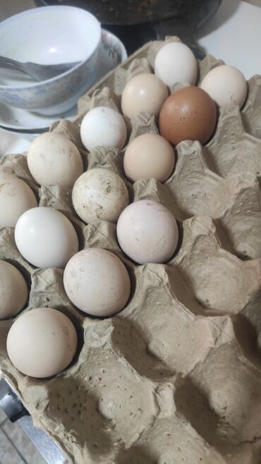 куплю инкубационное яйцо: Инкубационный яйца, жумуртка,тукум Адлер серебристый 50 сом адрес