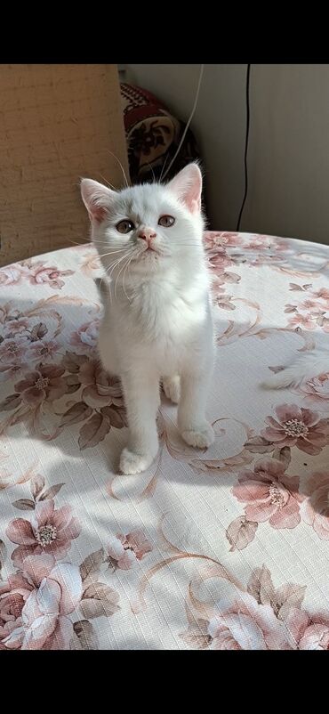 животные в добрые руки: Шотландская, Самец, Самка, В добрые руки, Бесплатная доставка, Платная доставка