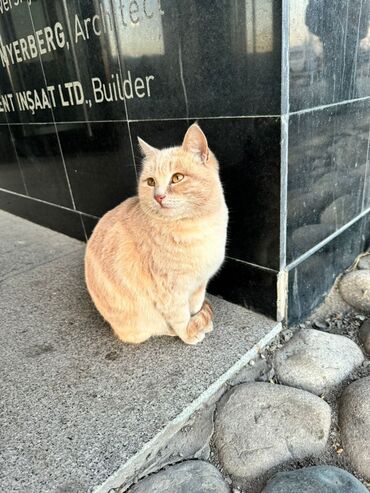 Отдам даром собаку: Кошка даром: Беспородная, 1 год, Девочка, Приучена к лотку, С прививками, Кастрирована