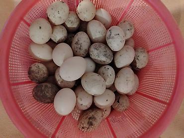 böyürtkən və moruq: Təbii kənd yumurtaları - Növ: Xırda ölçülü ağ yumurtalar (qarışıq — 1
