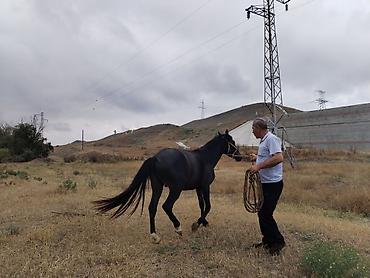 www.toyuq ve cuce yem qablari: Qara rəngli at – minik və kənd təsərrüfatı işləri üçün - Cins tipi — 5