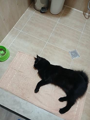 Pişiklər: Yaxşı əllərə — 9