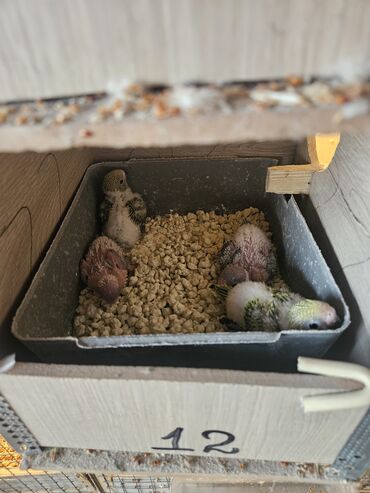 Akvarium aksessuar və ləvazimatları: Popuqay ailəsi satışdadır. 4 bala ata ana cəmi 60 azn