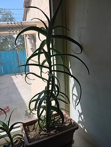 алоэ вера кыргызстан: 🌿 Продаются алоэ (столетник). Здоровые, взрослые растения. Цена — 3
