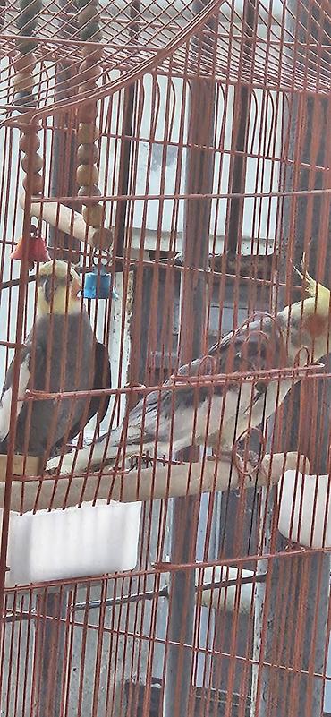 korella tutuquşu: Nymph papuqay (cockatiel) – boz-ağ bədən, krem-sarı baş və xasiyyətvi — 5