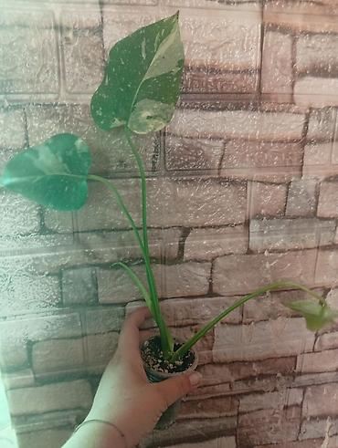большой фикус: Продажа — 6