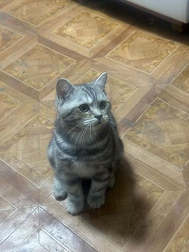 Кошки: Британская короткошёрстная, 4 месяца, Мальчик, Приучена к лотку — 4
