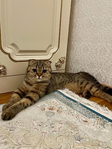 anqora pisik satilir: Şotland, Dişi, Yaxşı əllərə — 3
