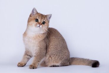 коты ош: Золотая шиншилла