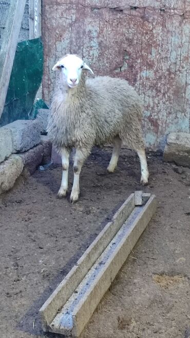 Qoyunlar, qoçlar: Sağlam cavan heyvanlardi kom satılır Kurdexanidadi. Ümumi 12 Heyvandi — 12