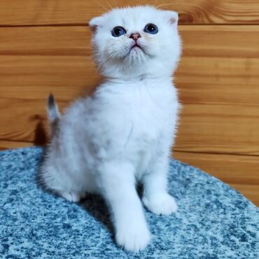 Коты: Продается шотландская девочка,в окрасе серебристая шиншилла,приучена к