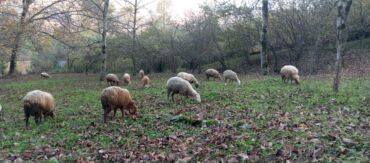 Qoyunlar, qoçlar: Dişi, Romanov, Qala, il: 1, 1 kq, Damazlıq, Südlük, Rayonlara çatdırılma, Ünvandan götürmə, Pulsuz çatdırılma — 12