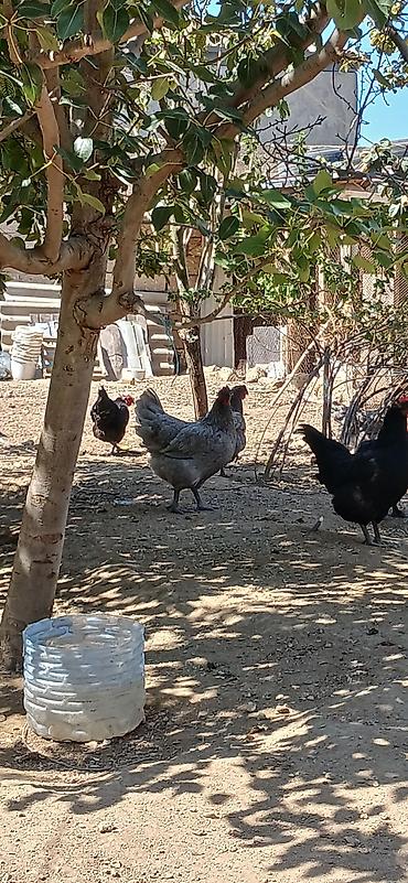 Toyuq, Yumurtalıq