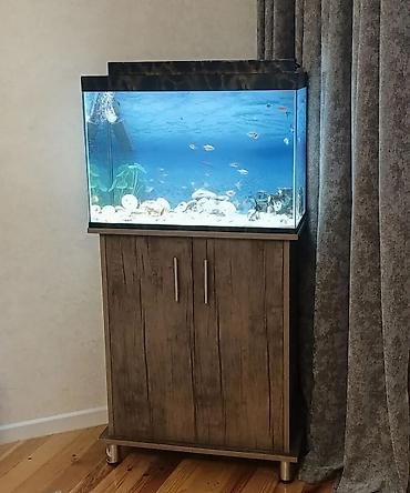 quppi baliqlari haqqinda: Akvarium satilir 350 azn (tek aksesuarları ele 200azn pul verilib) — 1