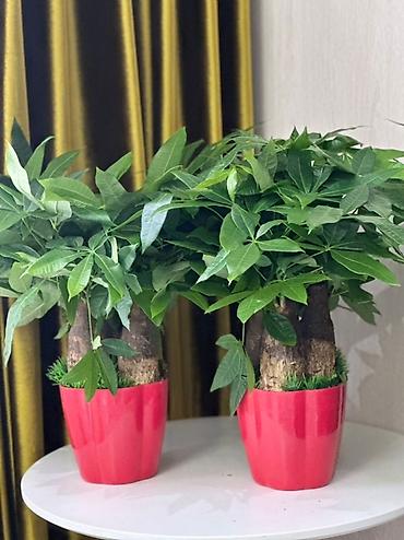 Бөлмө өсүмдүктөрү: 🌿 ПАХИРА НА ПРОДАЖУ 🌿 Красивое и неприхотливое растение, очищает — 2