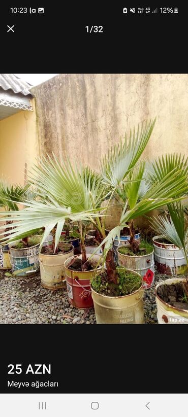 Tinglər: Müxtəlif dekorativ və meyvə ağaclarının tingləri. • Xurma-narıngi — 1