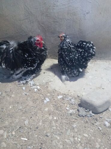 Toyuqlar: Toyuq, Adler, Australorp, Bresse, Damazlıq, Ünvandan götürmə