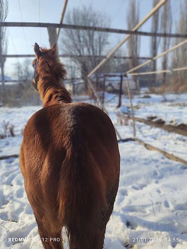 Лошади, кони: Продаю | Жеребец | Полукровка | Рабочий — 9