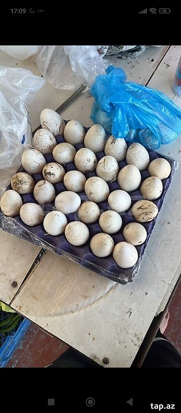 1 kq bugda qiymeti: Mayalı hinduşka yumurtası satilir — 1