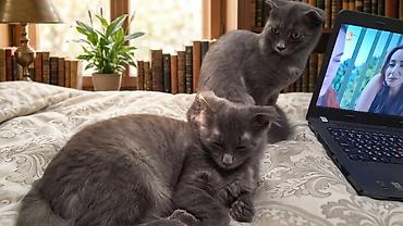 Продажа кошек: Шотландские вислоухие котята (Scottish Fold), окрас голубой. - — 3