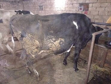 Inəklər, öküzlər: Salam gördüyünüz ineyler satılır boğaz balı super heyvanlardi — 13