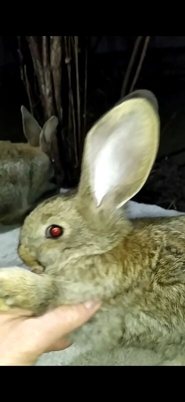 Dovşanlar: Flandr cinsli damazlıq dovşan balaları satılır. Ətlik cinsidir. Təmiz -da lalafo.az — 14 Dovşanlar: Flandr cinsli damazlıq dovşan balaları satılır. Ətlik cinsidir. Təmiz — 14