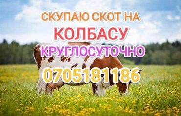 куплю лошадь в бишкеке: Куплю | Коровы, быки, Лошади, кони | Любое состояние, Забитый, На забой, на мясо