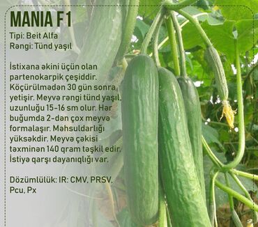 Toxumlar: Aluzze qarpiz toxumu — 6