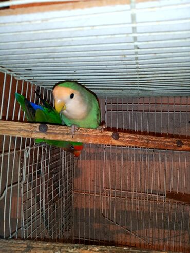 Digər quşlar: Nerazlucnik fişer ayrilmazlar maskvıy deyillər cütdu satılır hazır — 16