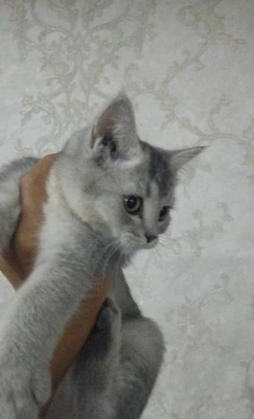 кошка токмок: Британ кыска жүндүү, 4 айлык, Ургаачы, Алтын шиншилла, Лотокко барууга үйрөтүлгөн, Курттардан тазаланган, Эмделген — 4