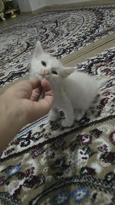 sahiblendir: Yaxşı əllərə — 2