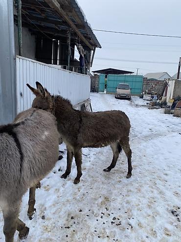 Другие с/х животные: Осел с серым окрасом шерсти, находящийся на заснеженной территории — 3