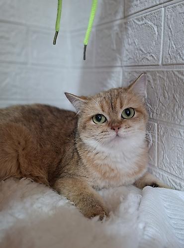 Мышыктар: Скотиш Страйт (Шотландиялык тик кулактуу), 1 жаш, Ургаачы, Алтын шиншилла, Лотокко барууга үйрөтүлгөн, Курттардан тазаланган, Эмделген — 10
