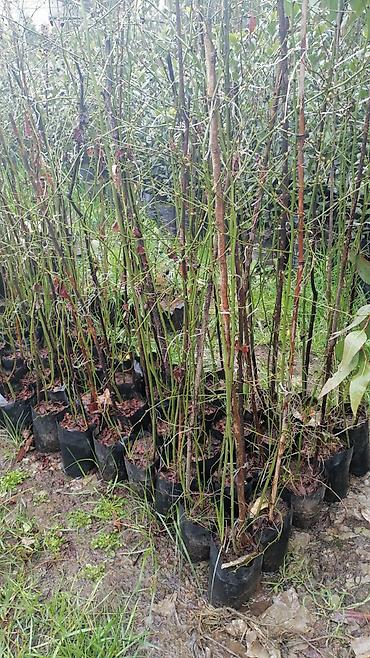 orxideya gulunun qiyməti: Bitki: Nerium oleander (zakkum) fidanları – torflu plastik kisələrdə — 5