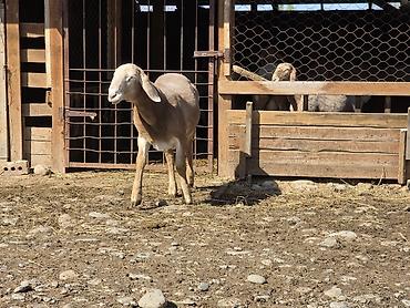 Баран, овца: Продаю | Ягненок, Баран (самец) | Арашан — 8