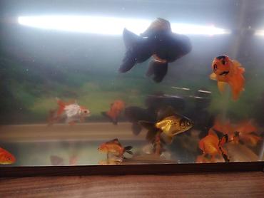 Balıqlar: Oranda, Ünvandan götürmə -da lalafo.az — 4 Balıqlar: Oranda, Ünvandan götürmə — 4