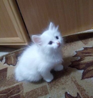 мейн кун бишкек питомник lyubushka купить котенка цена фото: Скотиш Страйт (Шотландская прямоухая), 2 месяца, Девочка, Белый, Приучена к лотку