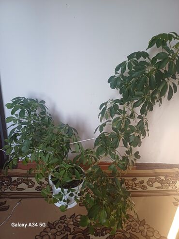 растения для офиса: Шефлера (Schefflera arboricola) в большом пластиковом кашпо с
