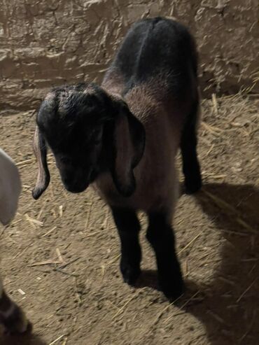 Козы, козлы: Продаю | Козлёнок | Для разведения — 6