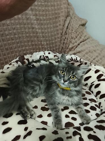 взять котика в добрые руки: Кошка даром: Беспородная, Девочка — 1