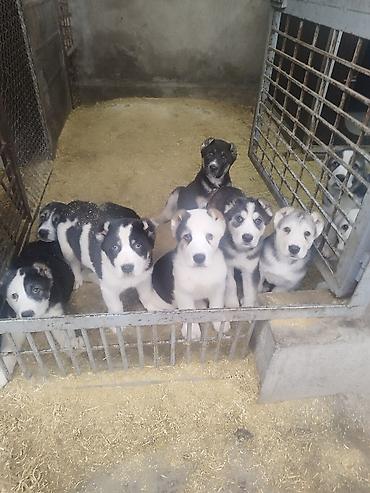 Продажа собак: Шикарные Щенки САО . Среднеазиатской Овчарки ХОРОШИХ БОЙЦОВСКИХ — 17