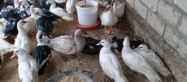 Ördəklər: Təcili satılır.Real alıcılar əlaqə saxlaya bilər — 18